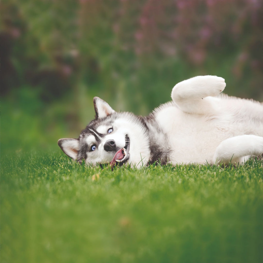 The lazy gardener's guide to faking it this summer