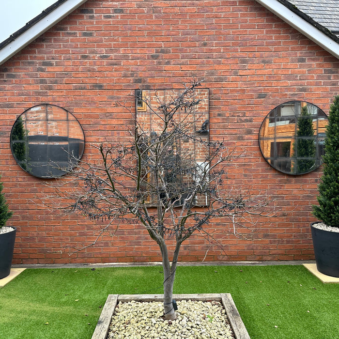 How to spruce up your garden this summer