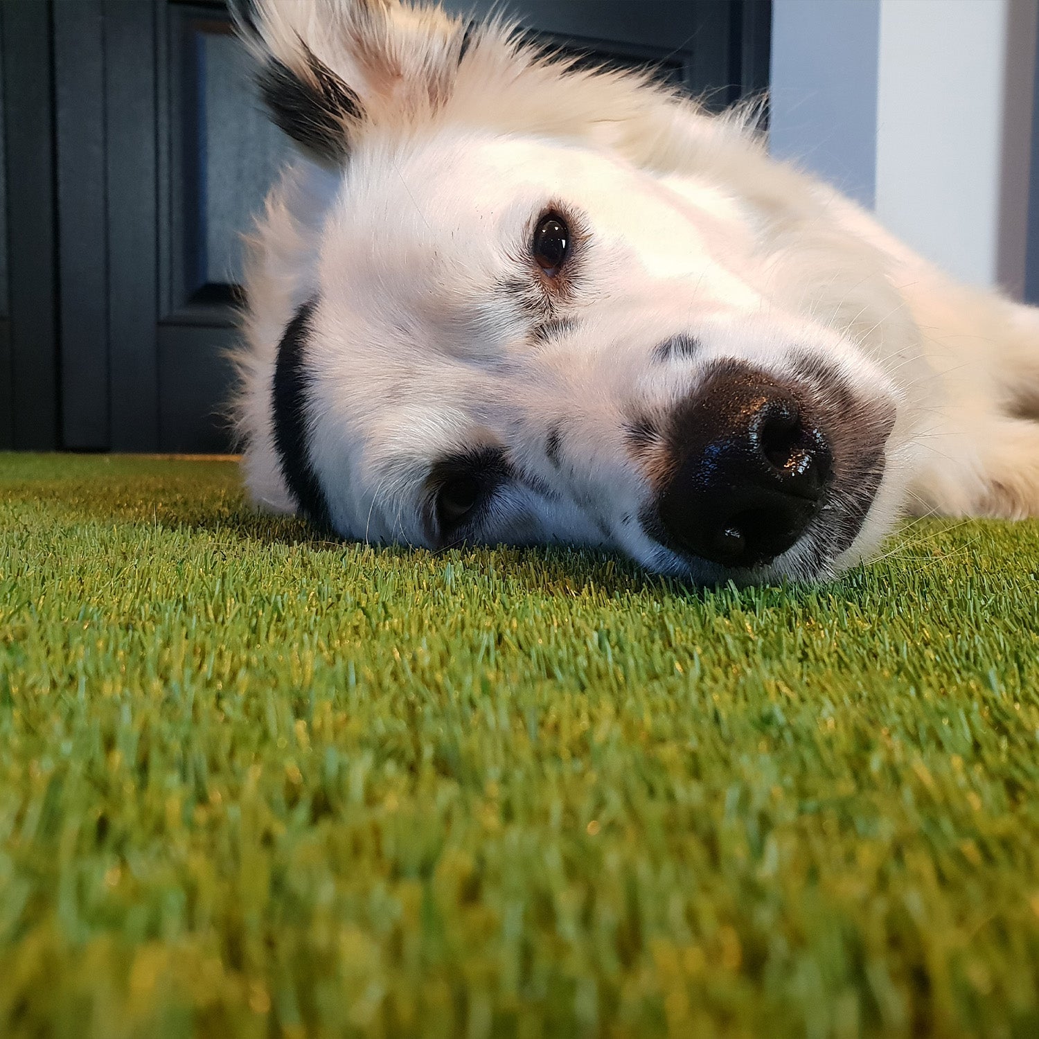 dog lying on artificial grass