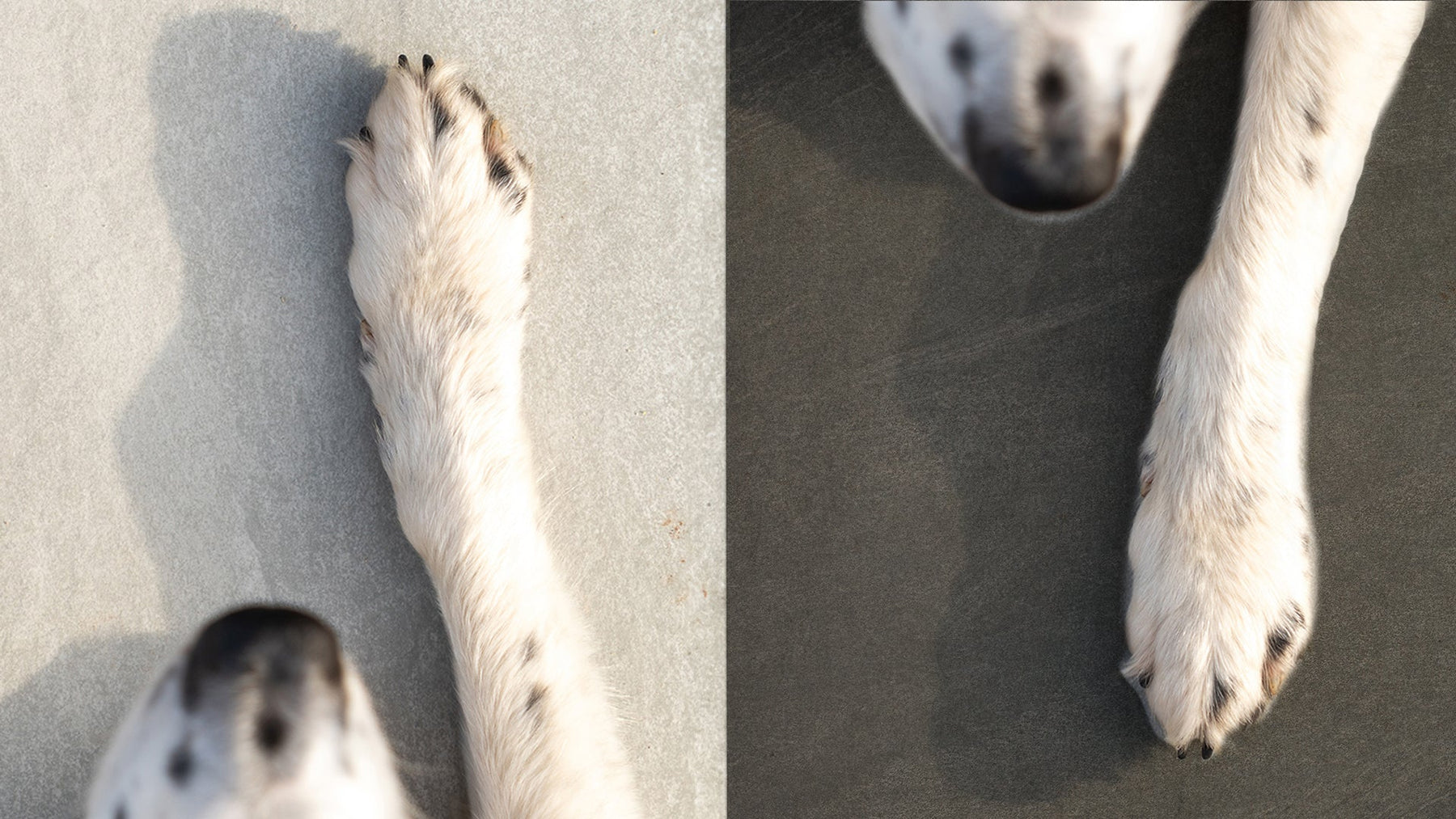 Dog paw on select range of porcelain paving, one budget friendly the other luxury italian