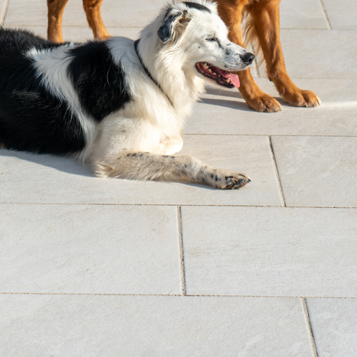 Select Living Group porcelain paving stones in a light colour with a large black and white dog lying on them.
