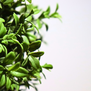 Close up of Select Living Group artificial plant.