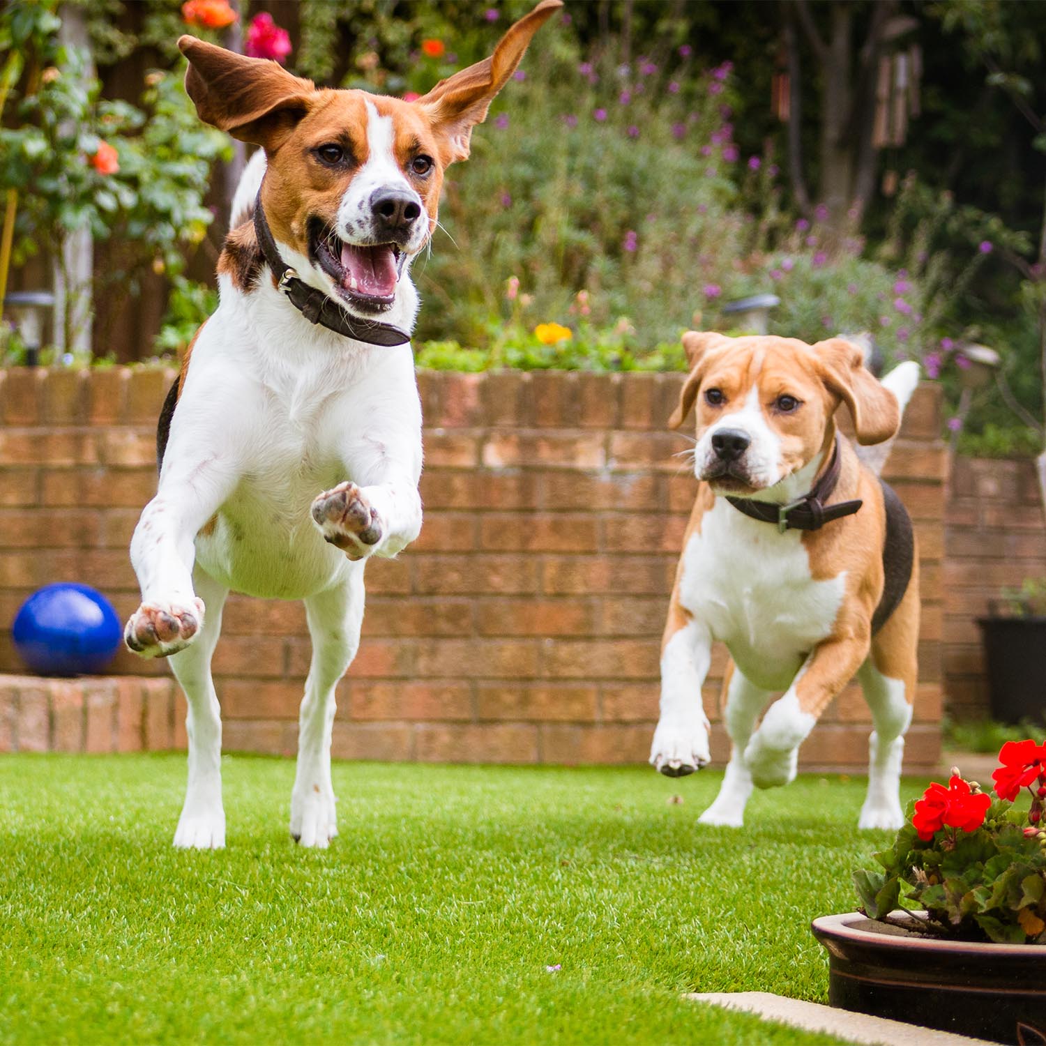 Artificial grass for dogs