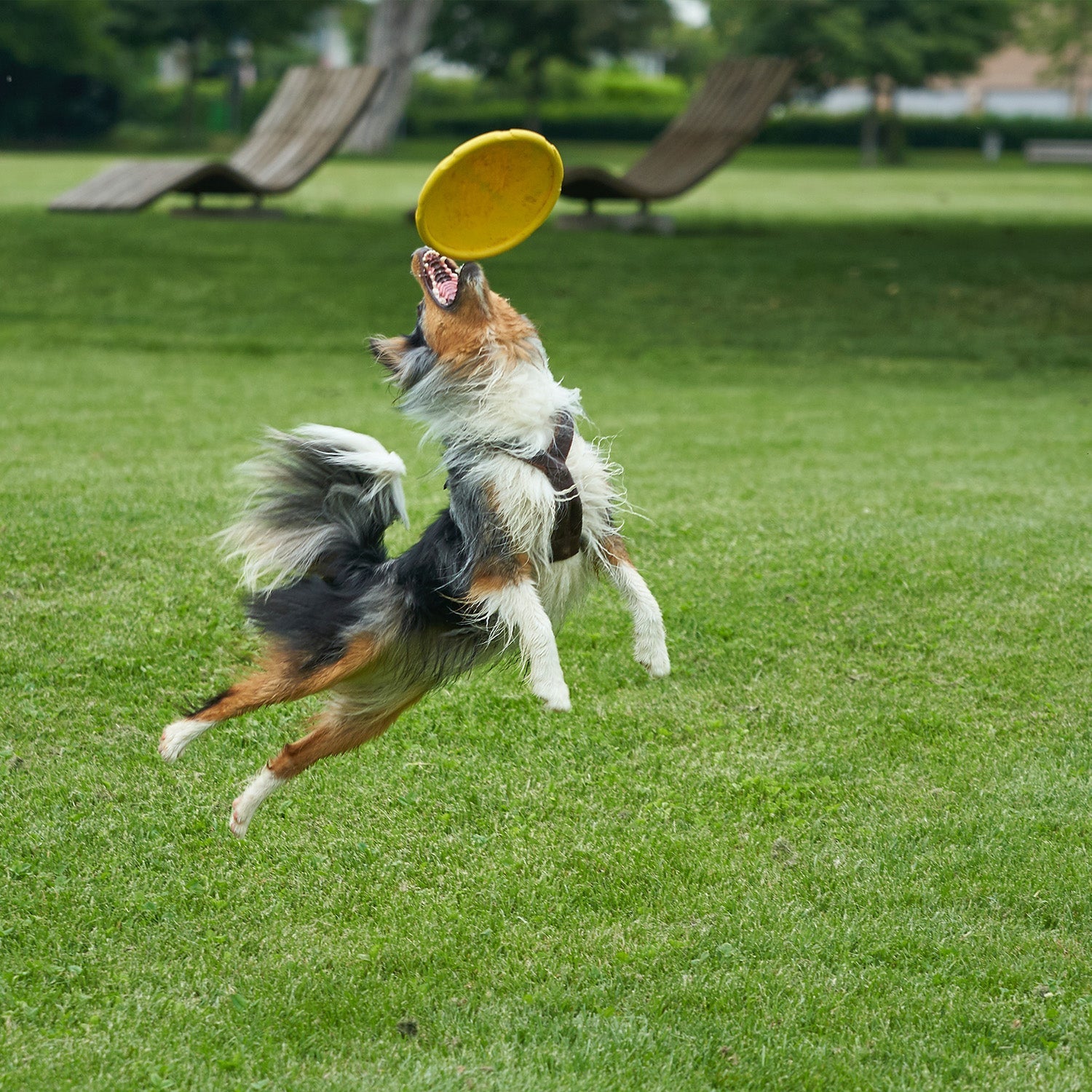 dog frisbee artificial grass garden