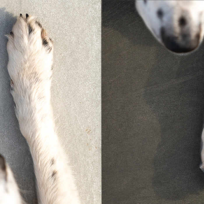 Dog paw on select range of porcelain paving, one budget friendly the other luxury italian