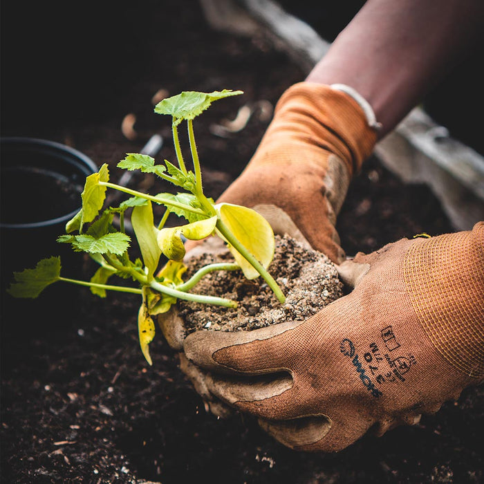 Our Ecologi tree-planting scheme