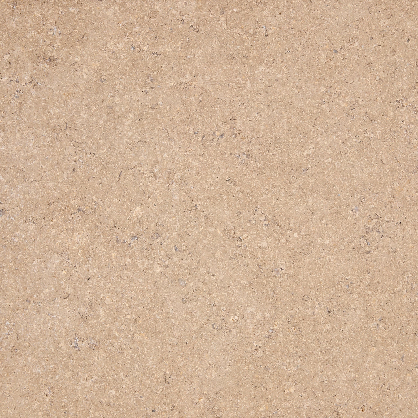 Egyptian Limestone | Twilight Beige Collection