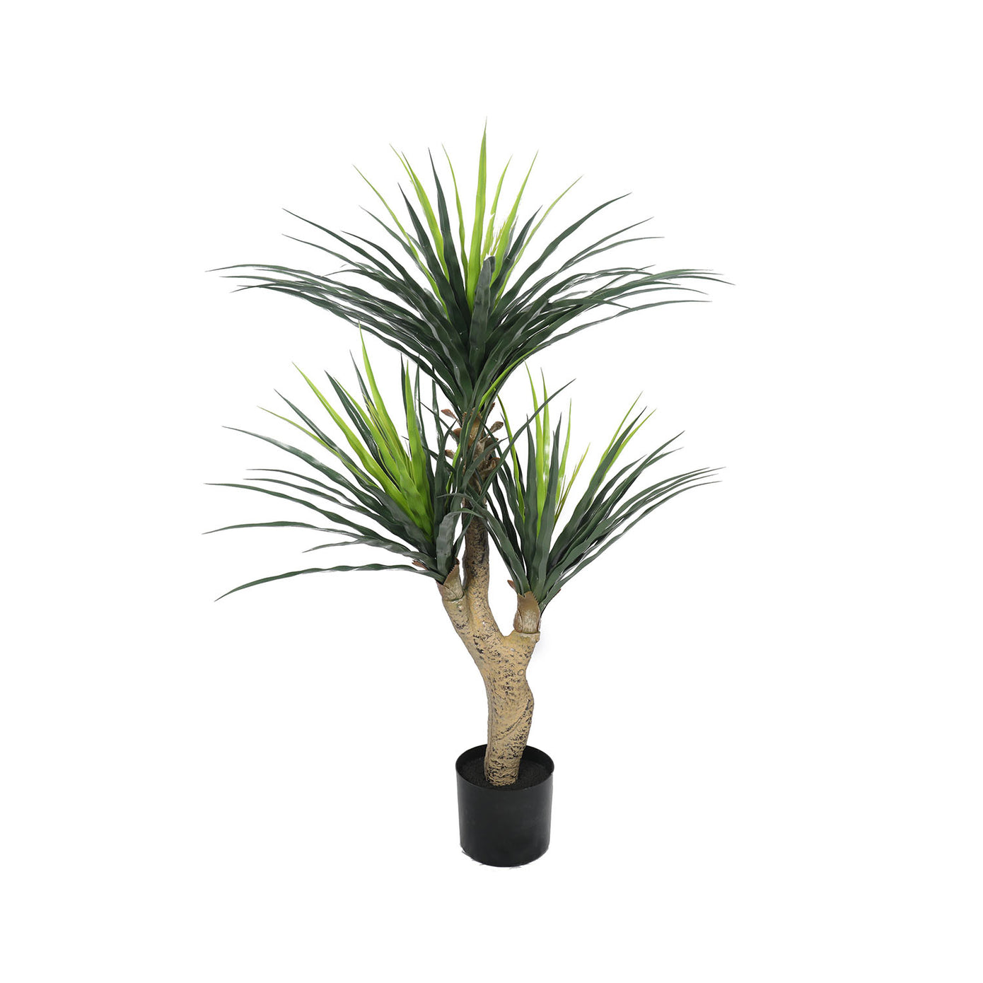 Outdoor yucca tree